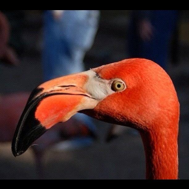 Flamingo Photograph - Instagram Photo #47 by Harold Coombs III