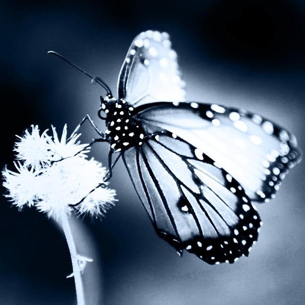 Butterfly Photograph - Instagram Photo #471342071472 by Sherri Galvan