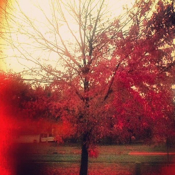 Tree Photograph - Instagram Photo #471354502606 by Gelly Krump