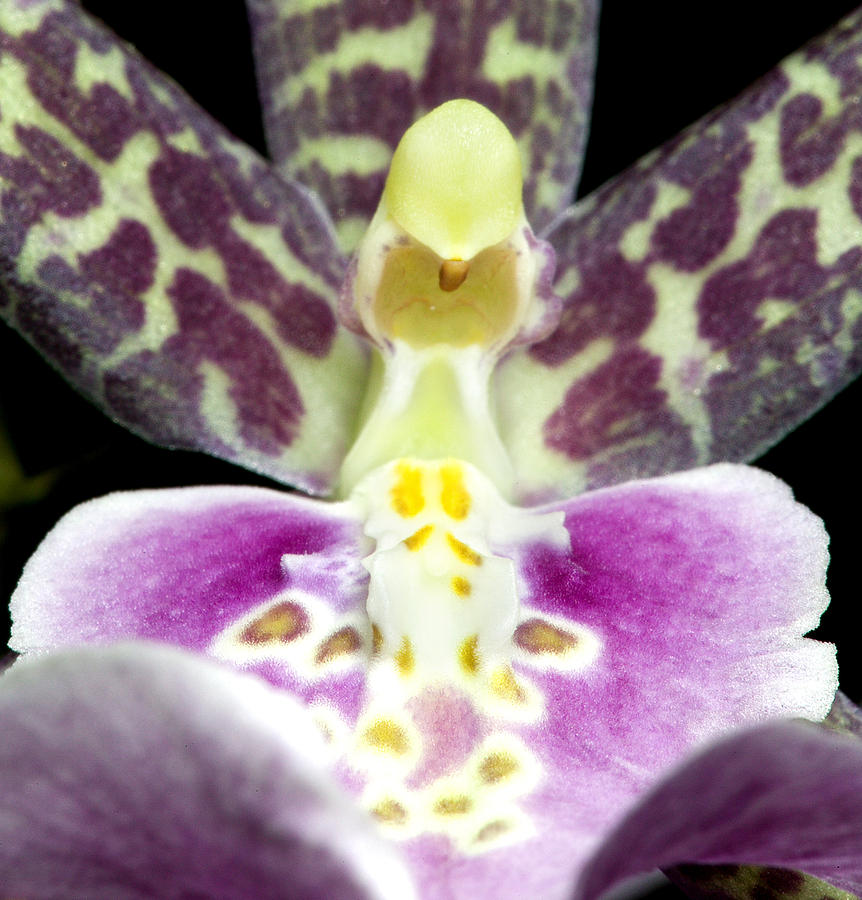 Orchid Photograph - Exotic Orchids of C Ribet #48 by C Ribet