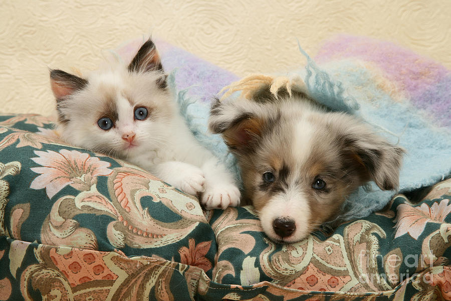 Kitten And Pup #48 Photograph by Jane Burton