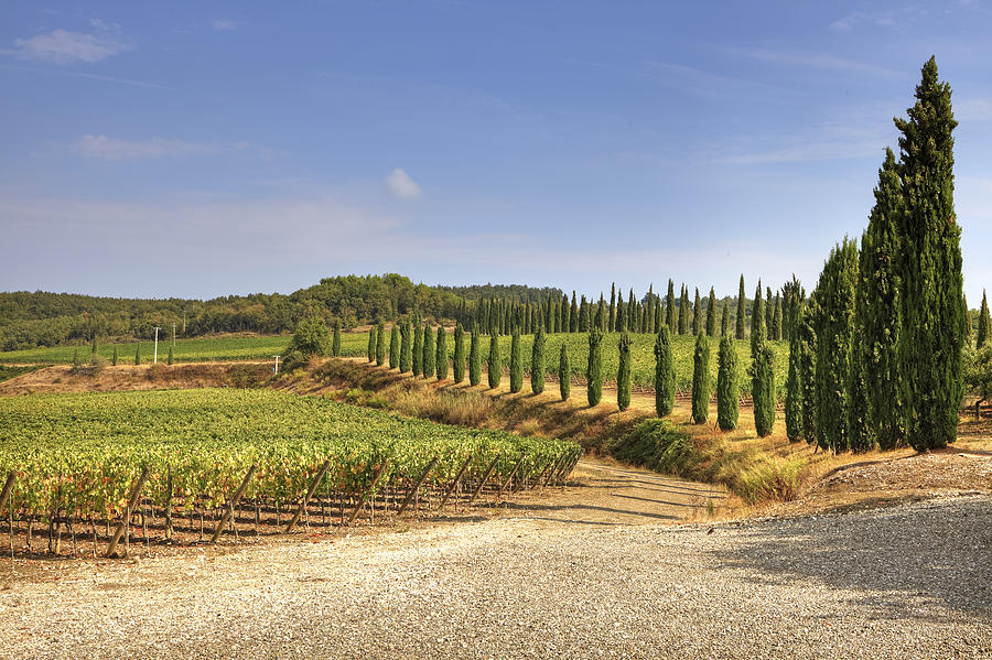 Wine Photograph - Tuscany #48 by Joana Kruse