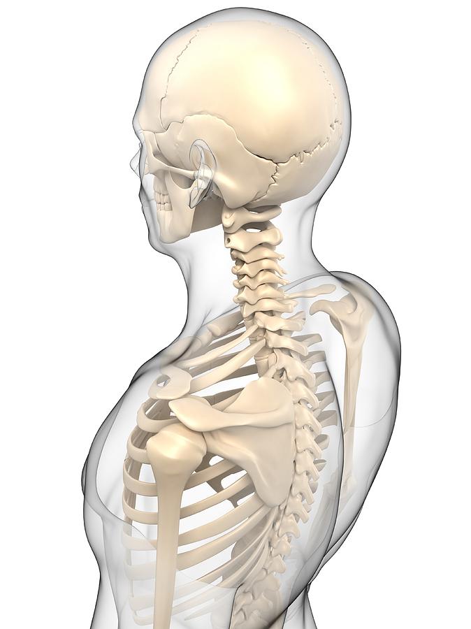 Upper Body Bones, Artwork #48 Digital Art by Sciepro