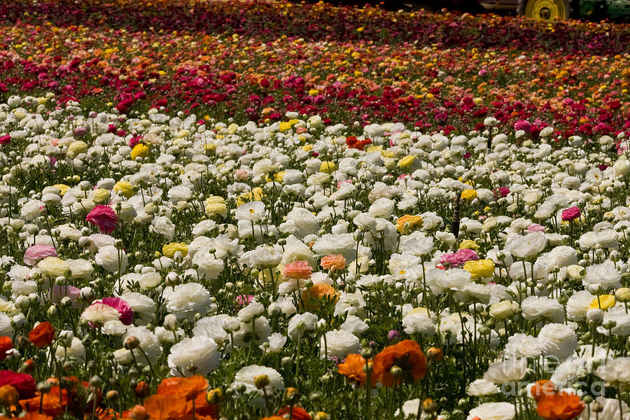 Flower Fields #49 Photograph by Daniel  Knighton