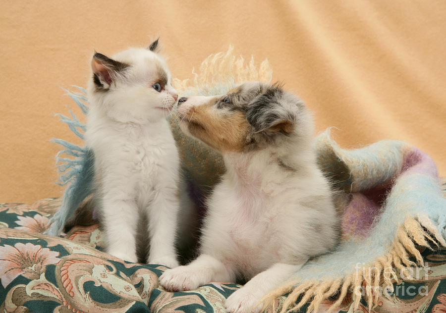 Kitten And Pup #49 Photograph by Jane Burton