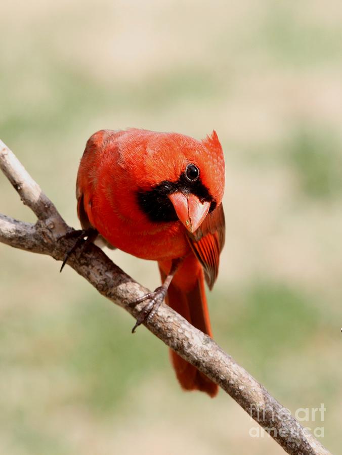Northern Cardinal #49 Photograph by Jack R Brock