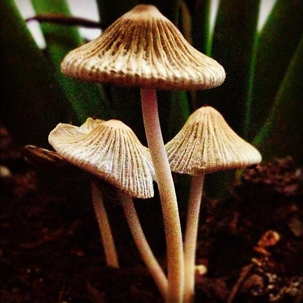 Mushroom Photograph -  #5 by Stephanie Thomas