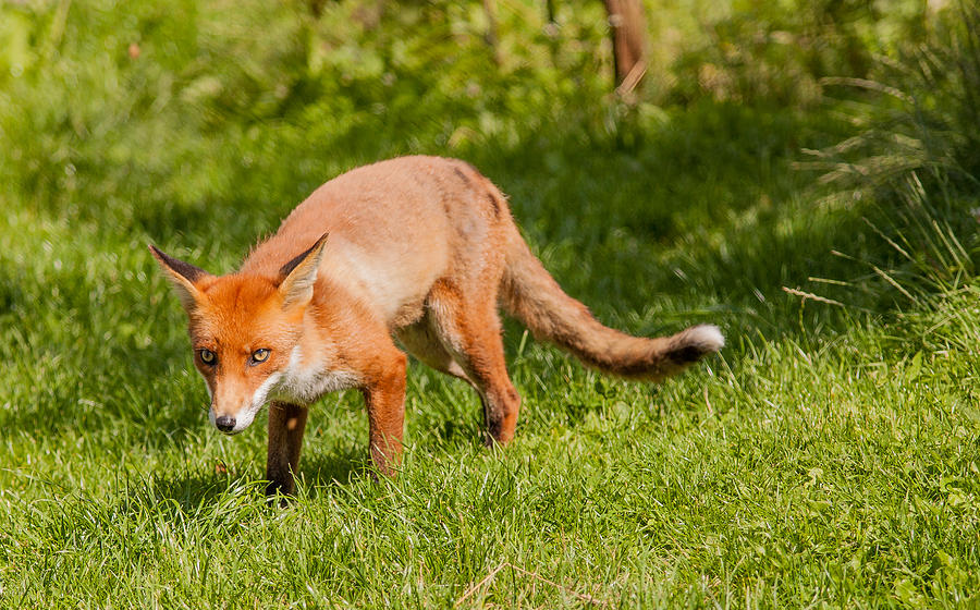 Animal Photograph - A British Red Fox #5 by Dawn OConnor