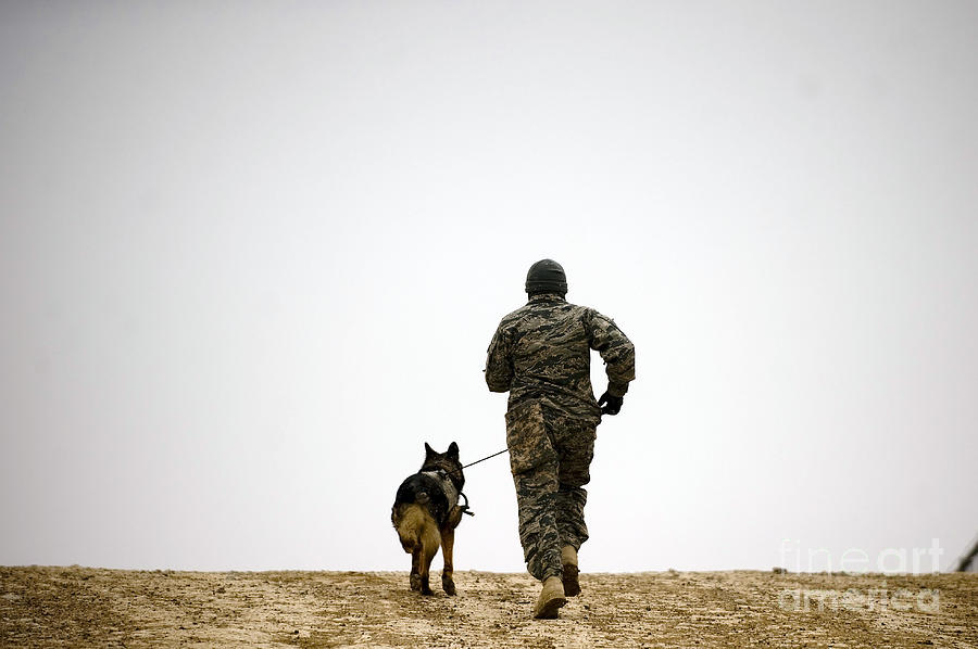 Dog Photograph - A Dog Handler And His Military Working #5 by Stocktrek Images