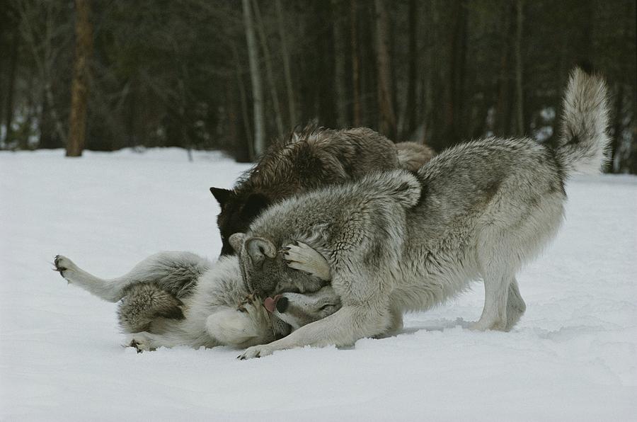 A Group Of Gray Wolves, Canis Lupus Photograph by Jim And Jamie Dutcher