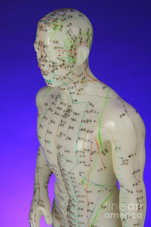 Doll Photograph - Acupuncture Model #5 by Photo Researchers, Inc.