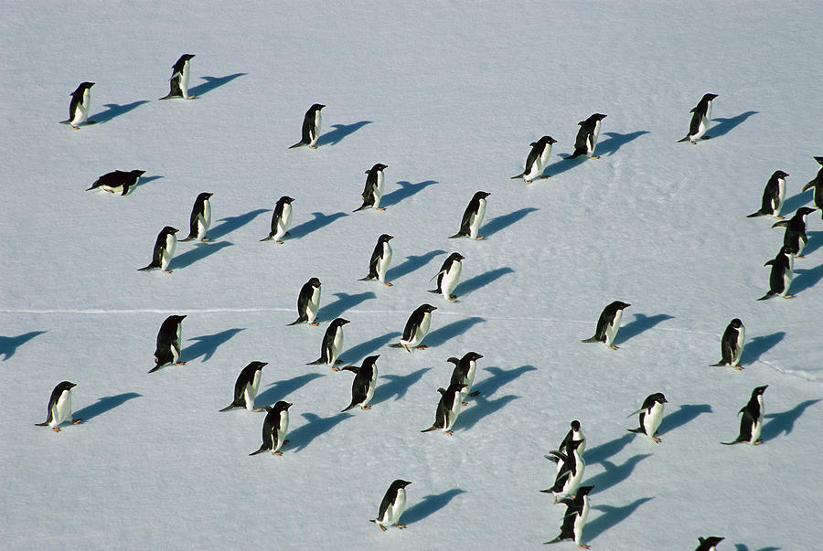 Adelie Penguin Group Photograph by Colin Monteath