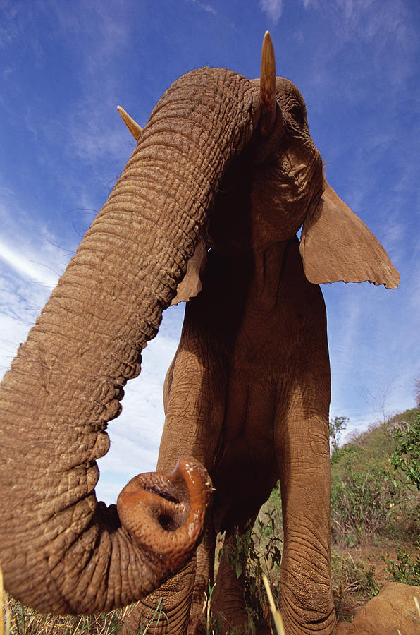 African Elephant Loxodonta Africana #5 Photograph by Gerry Ellis