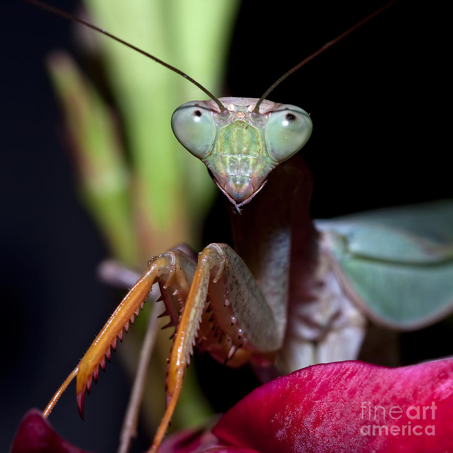 African Mantis #5 Photograph by Joerg Lingnau