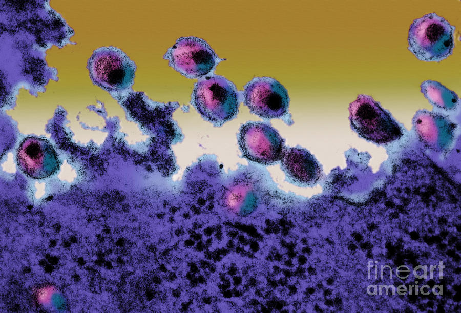 Aids Virus, Tem #5 Photograph by Science Source