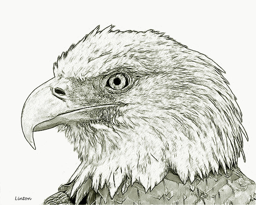 American Bald Eagle #5 Digital Art by Larry Linton