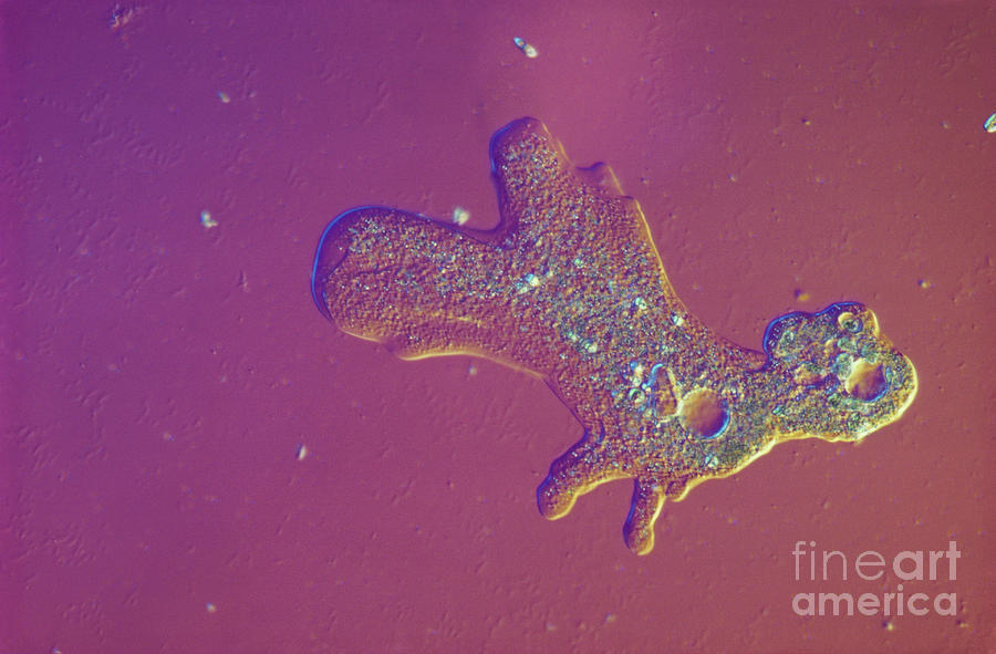 Amoeba Proteus Lm #5 Photograph by M. I. Walker