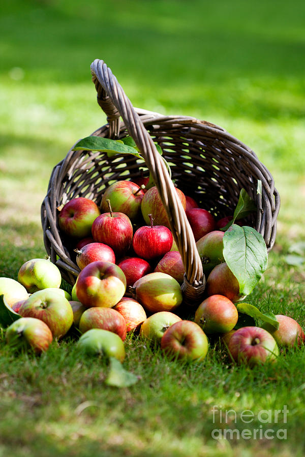Apples in basket #5 Photograph by Kati Finell