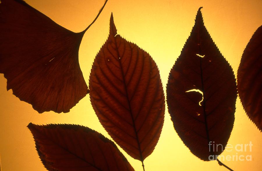 Color Photograph - 5 Autumn Leaves by Tamarra Tamarra Color Photograph - 5 Autumn Leaves by Tamarra Tamarra