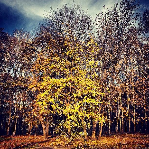 Nature Photograph - Autumn Park #wood #trees #walk #nature #5 by Grigorii Arzhanykh