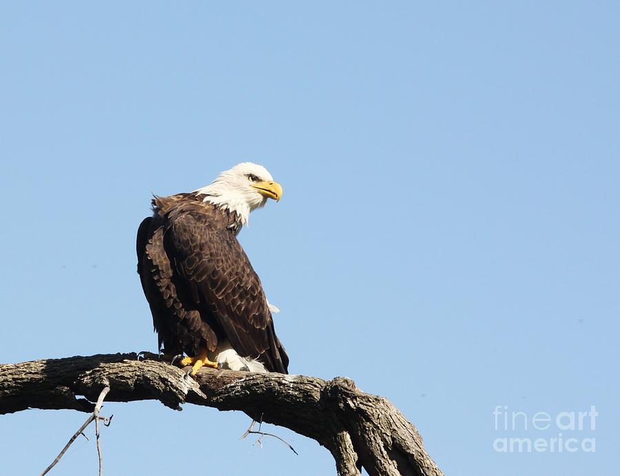 Bald Eagle #5 Photograph by Jack R Brock