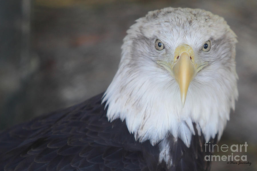 Bald Eagle #5 Photograph by Steve Javorsky