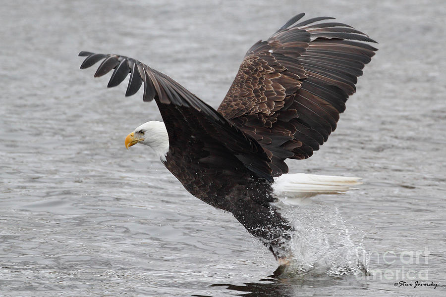 Bald Eagle with Fish #5 Photograph by Steve Javorsky