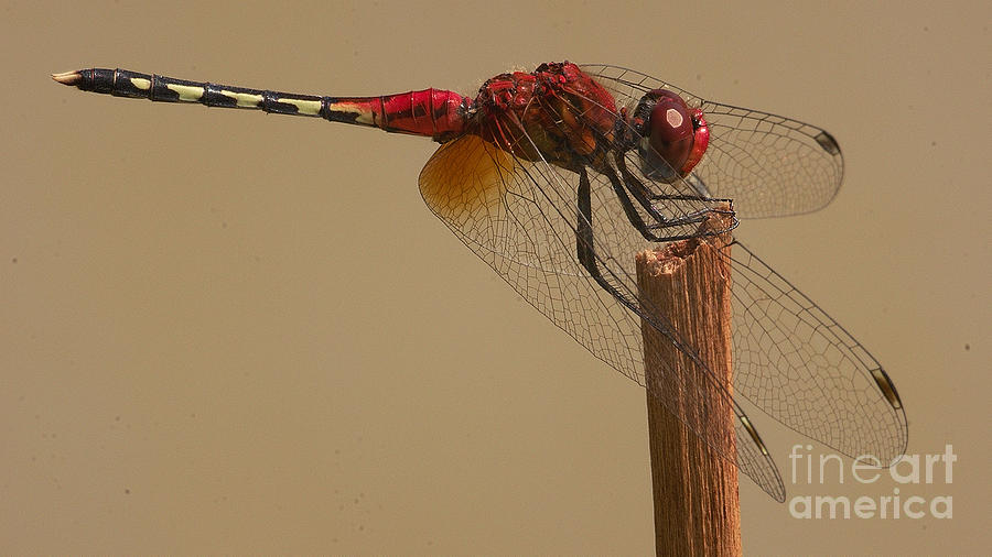 Barbet dragonfly #5 Photograph by Mareko Marciniak