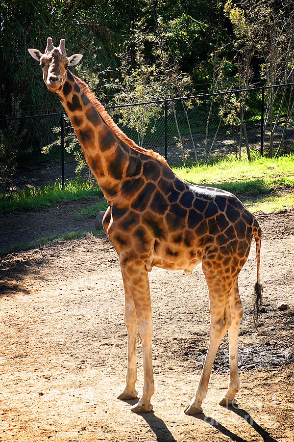 Wildlife Photograph - Baringo Giraffe  #5 by Henrik Lehnerer