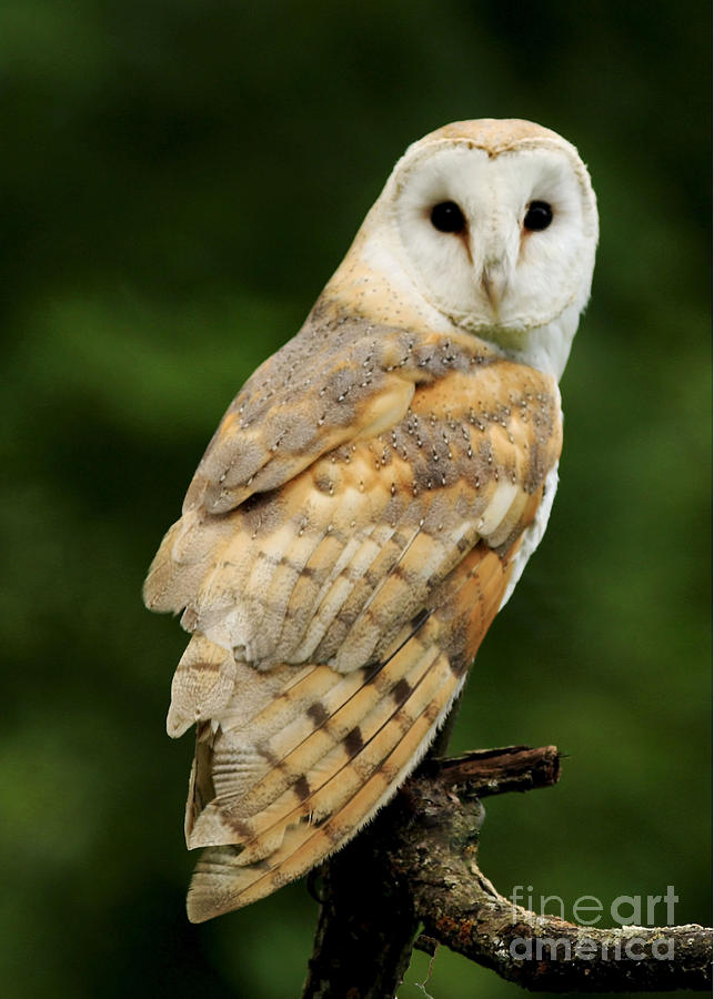 Barn Owl Photograph by Inspired Nature Photography Fine 