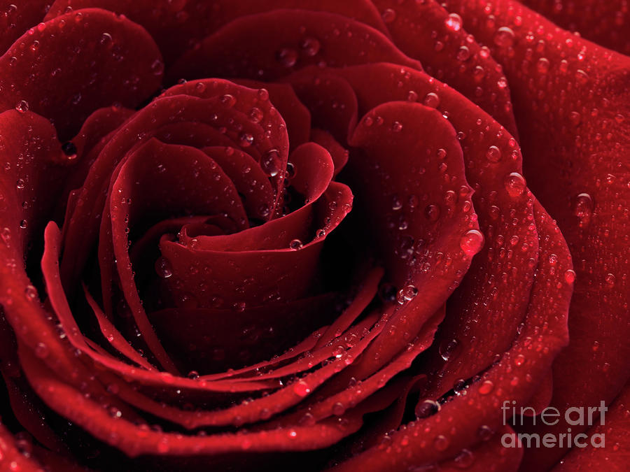Beautiful Red Rose #5 Photograph by Maxim Images Exquisite Prints