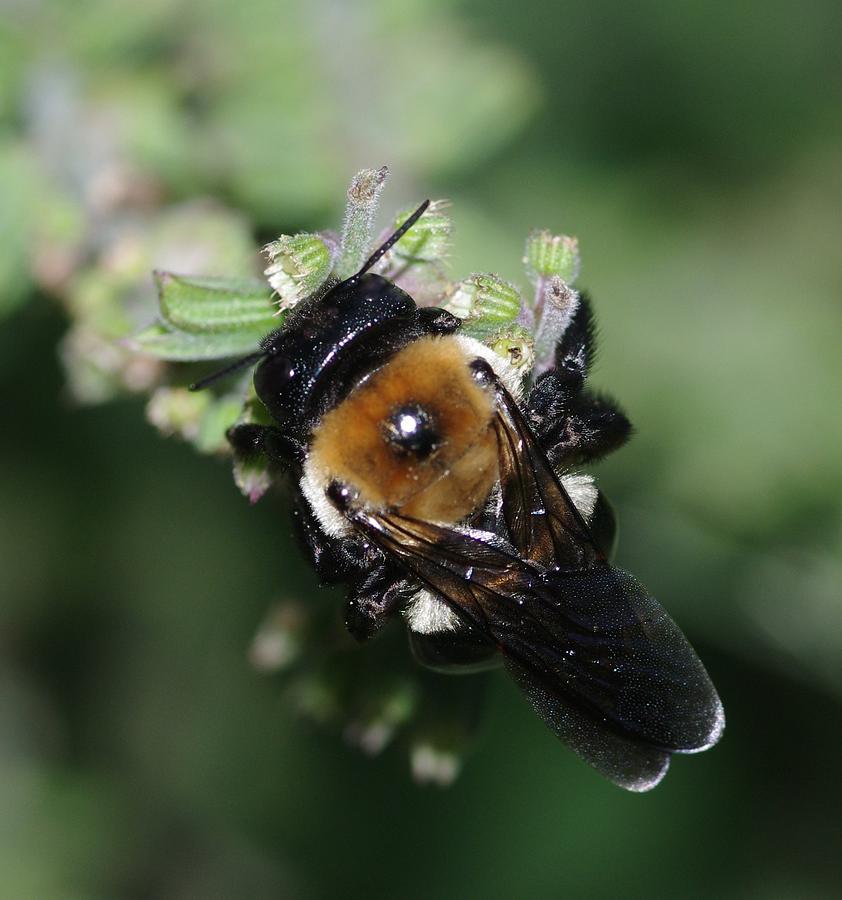 bee #5 Photograph by Gerald Kloss