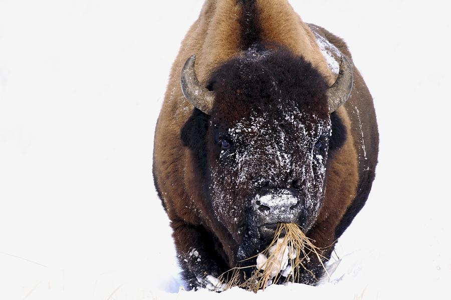 Bison In Winter #5 Photograph by Richard Wear