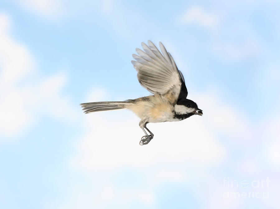 Chickadee Photograph - Black-capped Chickadee In Flight #5 by Ted Kinsman
