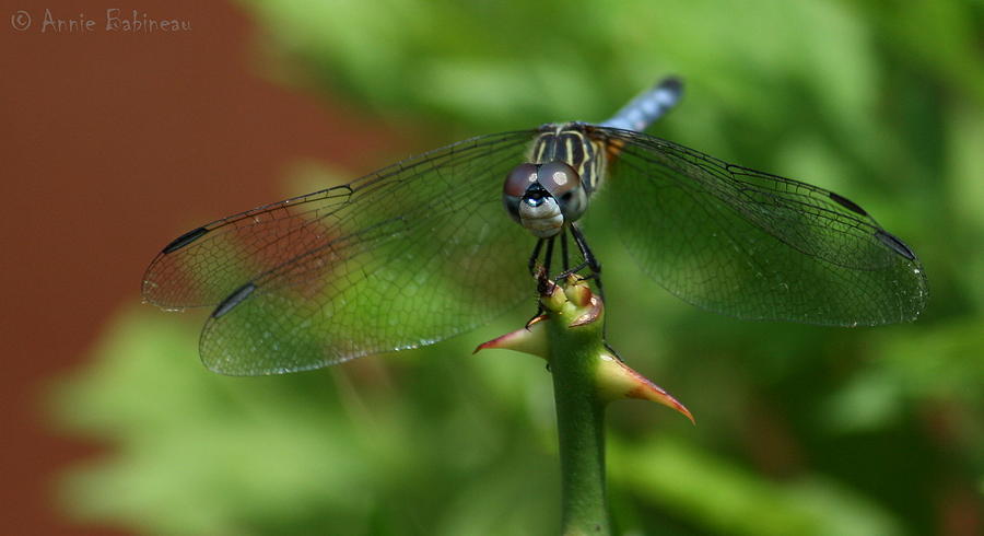 Summer Photograph - Blue Dasher Dragonfly #5 by Annie Babineau