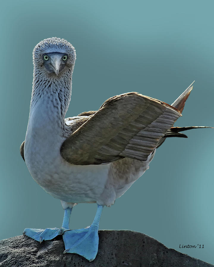 Blue-footed Booby #5 Photograph by Larry Linton