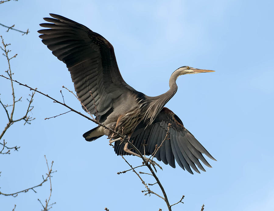 Blue Heron #5 Photograph by Terry Dadswell