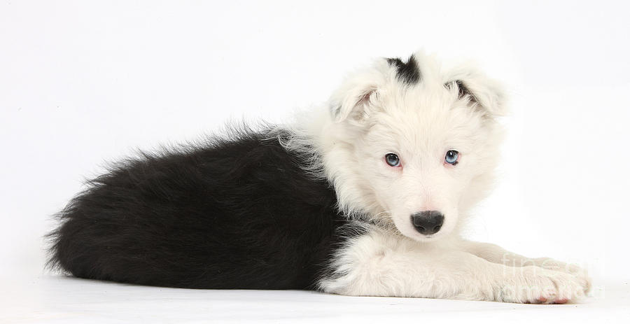 Nature Photograph - Border Collie Puppy #5 by Mark Taylor