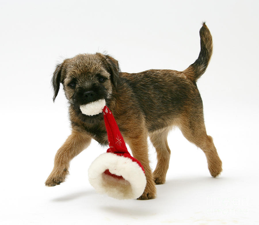 Border Terrier Puppy #5 Photograph by Mark Taylor