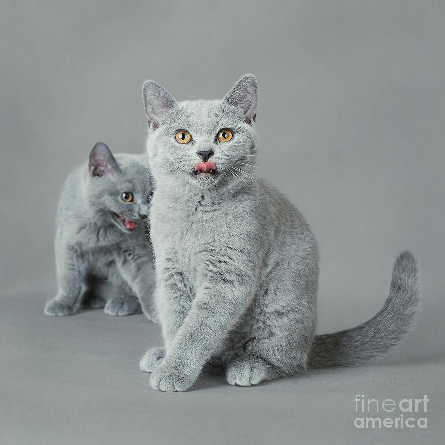 British Shorthair Kitten Photograph By Waldek Dabrowski