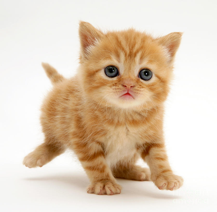 red tabby kitten