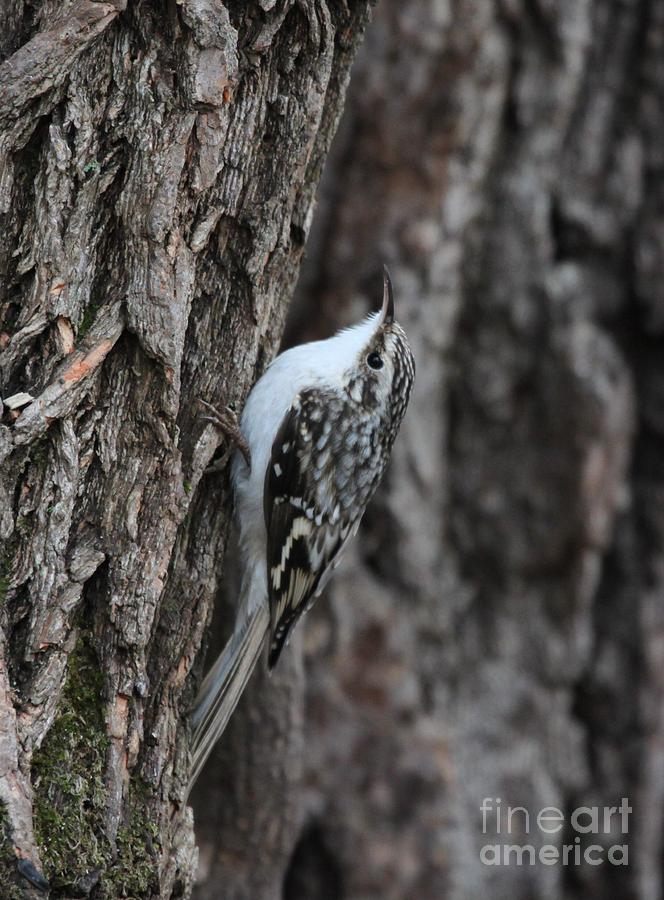 Brown Creeper #5 Photograph by Jack R Brock