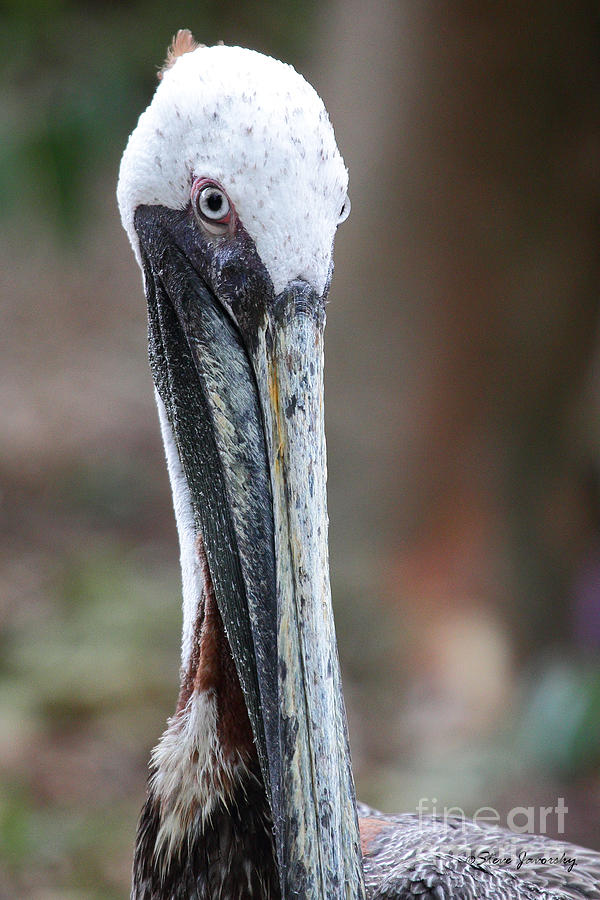 Brown Pelican #5 Photograph by Steve Javorsky