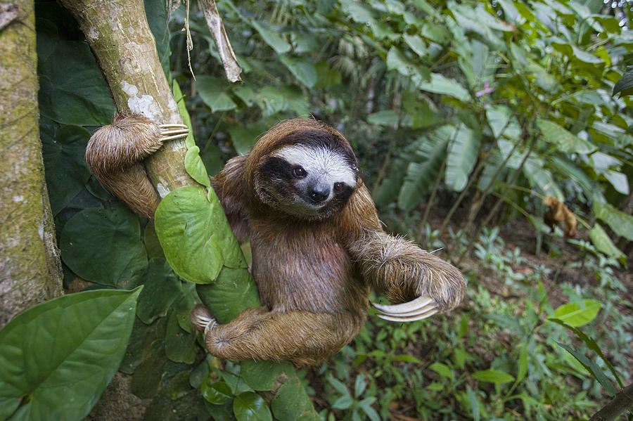 pale throated sloth predators