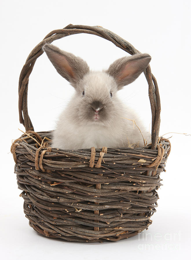 Bunny In A Basket #6 Photograph by Mark Taylor