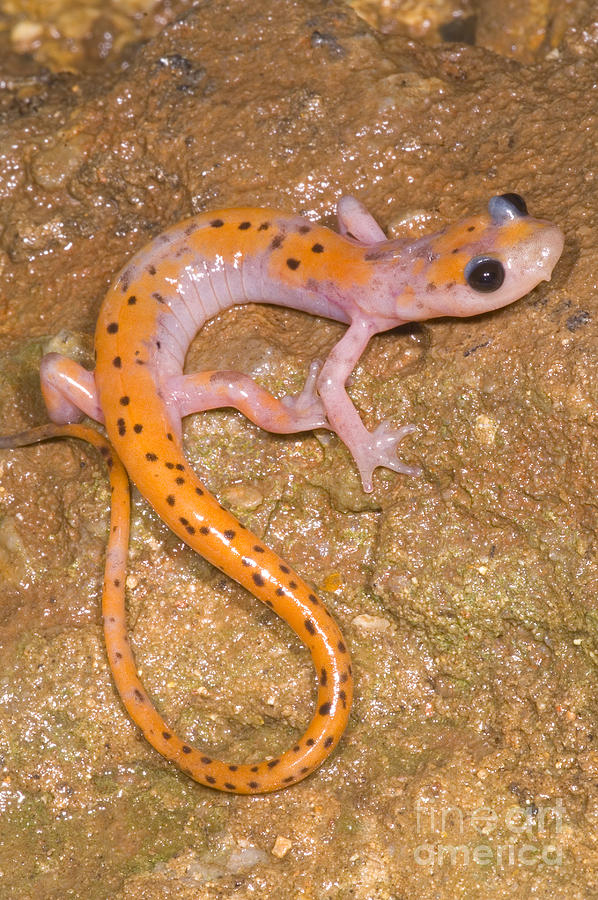 Cave Salamander #5 Photograph by Dante Fenolio