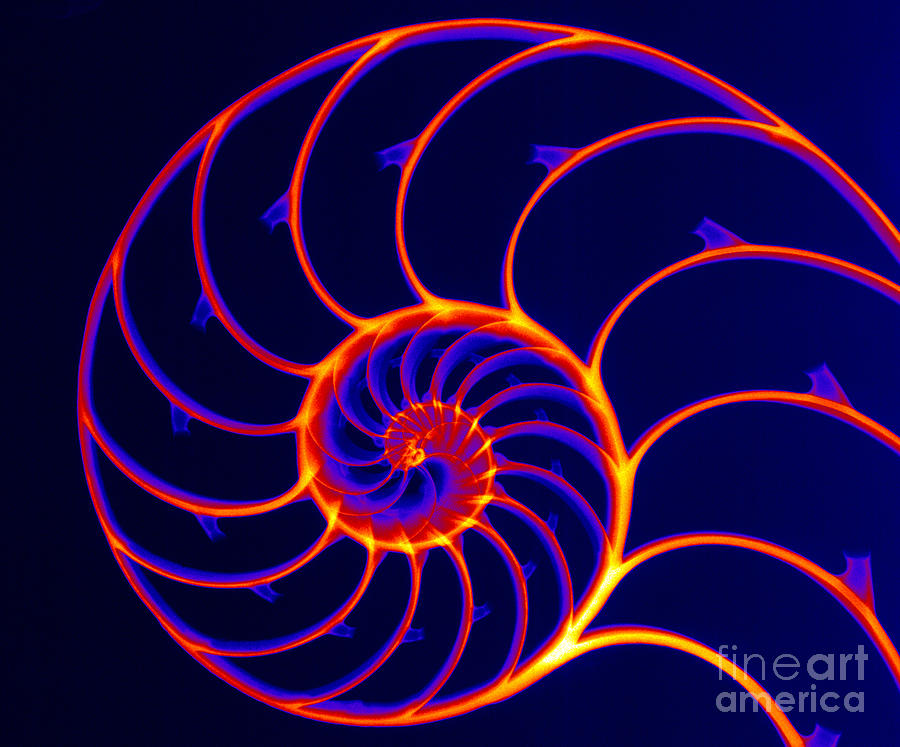 Nature Photograph - Chambered Nautilus #6 by Ted Kinsman