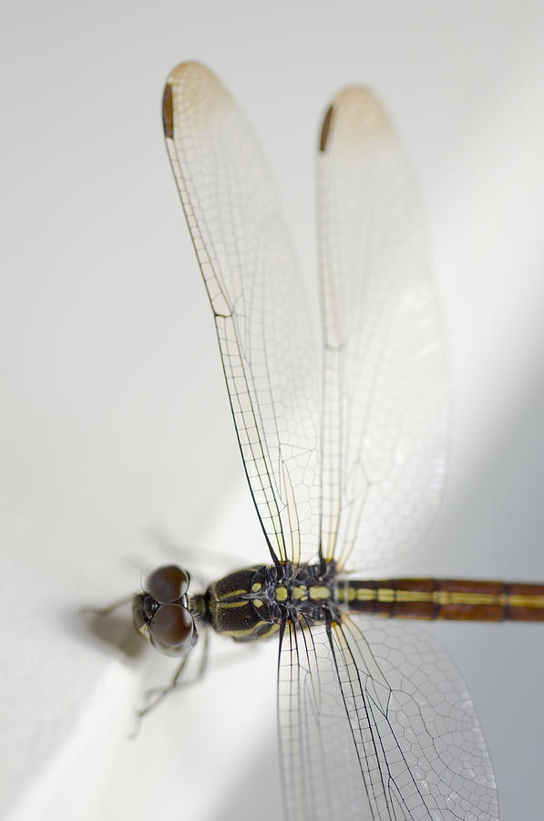 Close up shoot of a anisoptera dragonfly #5 Photograph by U Schade