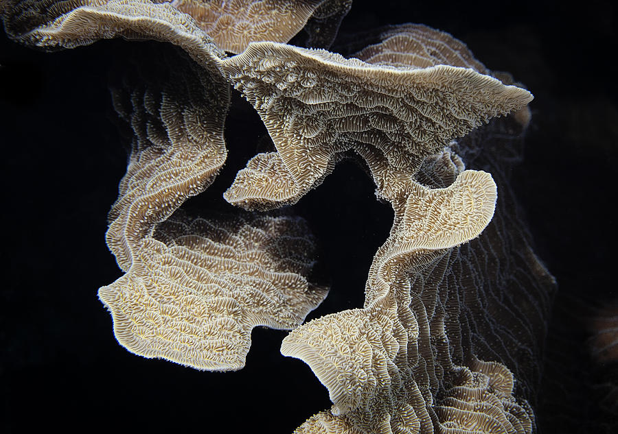 Coral design Photograph by Jean Noren
