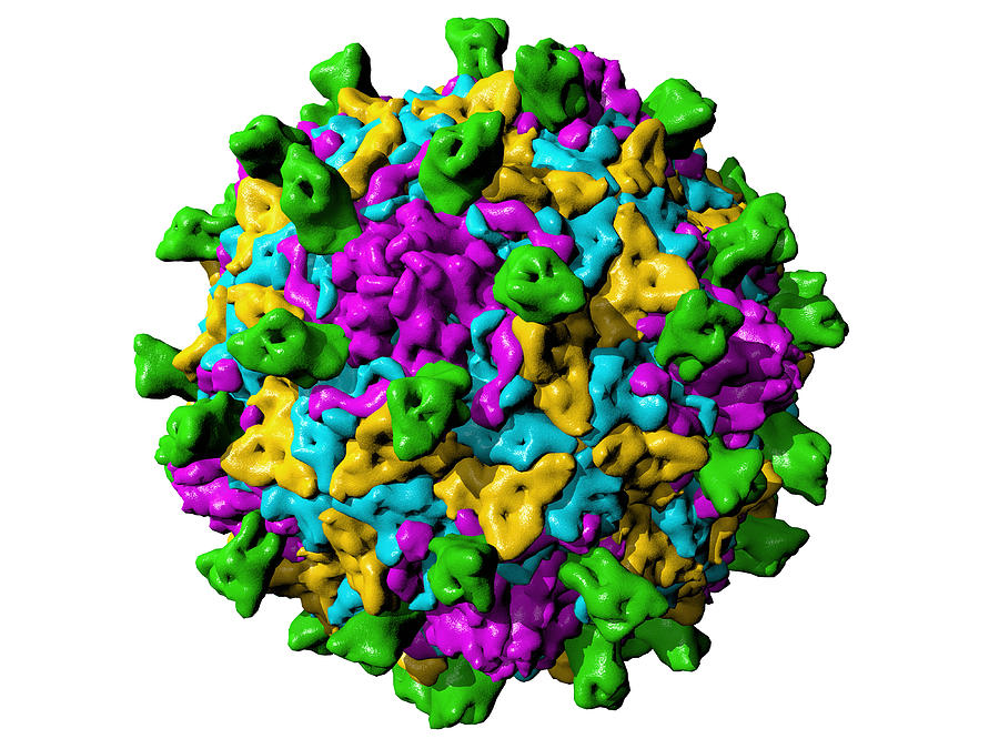 Capsid Photograph - Coxsackie B3 Virus Particle #5 by Laguna Design